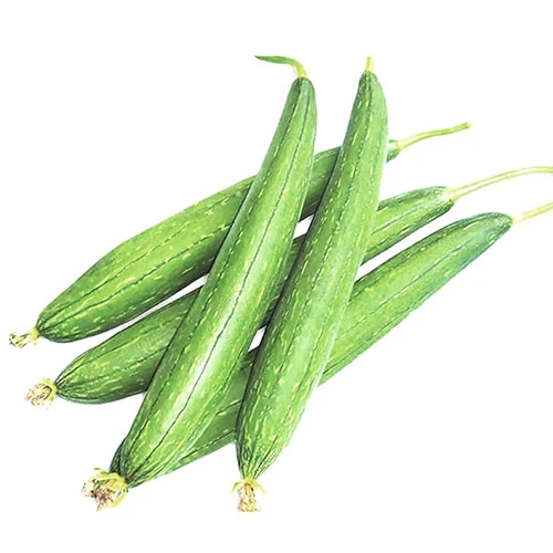 Sponge Gourd Dundol